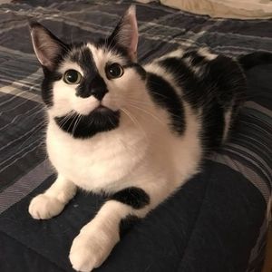 Meet your Posher, Chris